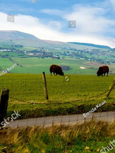 About Us Gallery Right